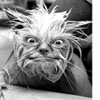 Avatar gebruiker